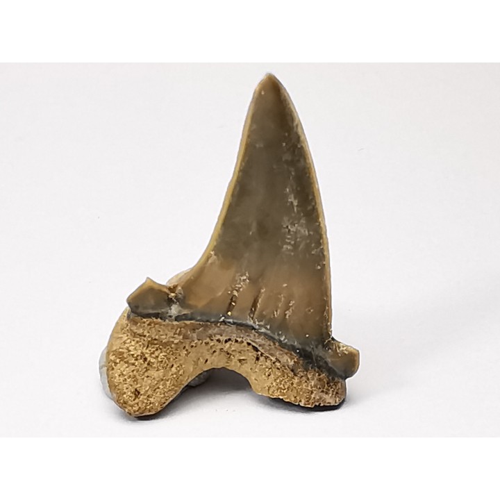 dent de requin Cardabiodon venator - Cénomanien (Texas)