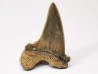 dent de requin Cardabiodon venator - Cénomanien (Texas)