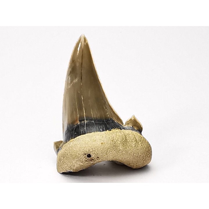 shark tooth Cardabiodon venator - Cenomanian (Texas)
