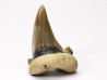 shark tooth Cardabiodon venator - Cenomanian (Texas)
