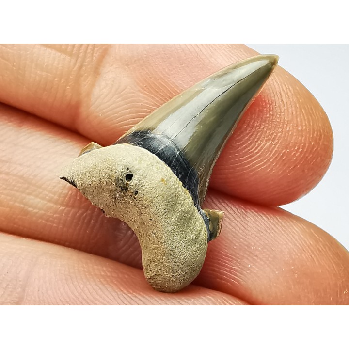 dent de requin Cardabiodon venator - Cénomanien (Texas)