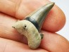 shark tooth Cardabiodon venator - Cenomanian (Texas)