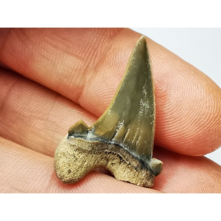 dent de requin Cardabiodon venator - Cénomanien (Texas)