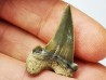 shark tooth Cardabiodon venator - Cenomanian (Texas)