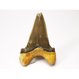 shark tooth Cardabiodon venator - Cenomanian (Texas)