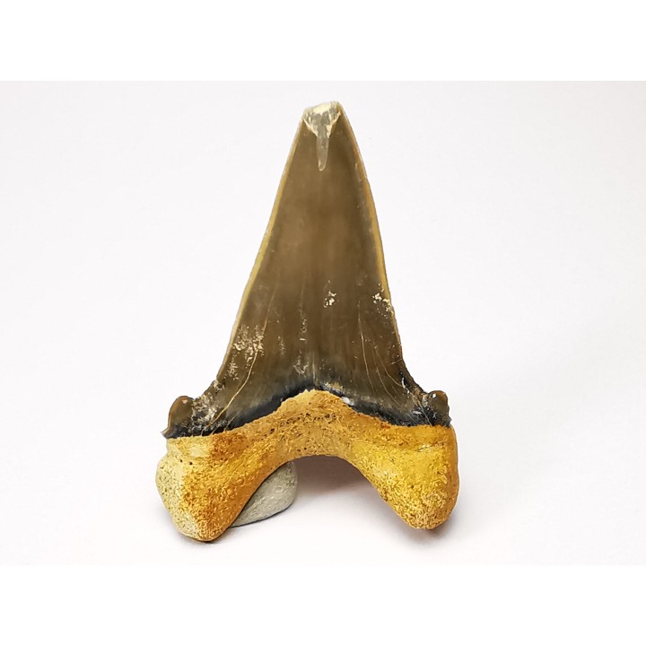 shark tooth Cardabiodon venator - Cenomanian (Texas)