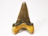 dent de requin Cardabiodon venator - Cénomanien (Texas)