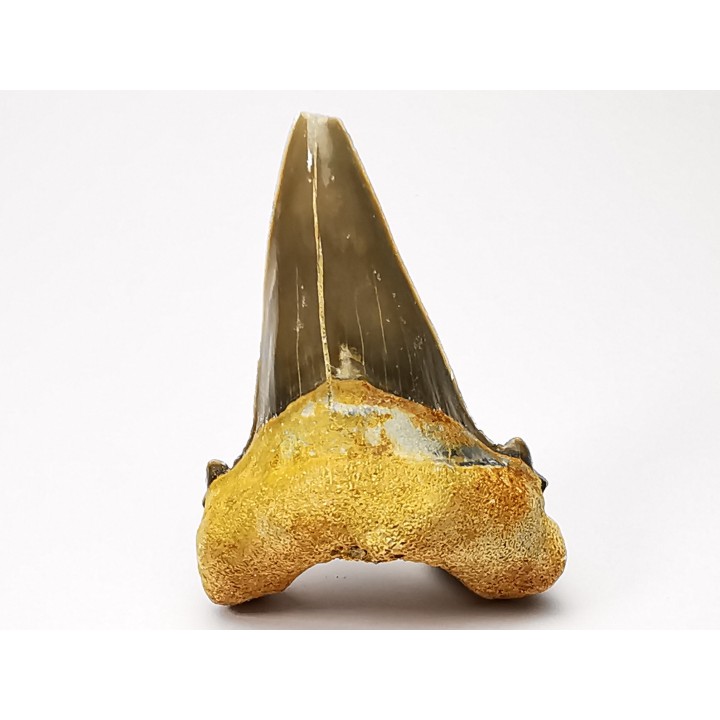dent de requin Cardabiodon venator - Cénomanien (Texas)