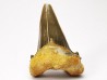 shark tooth Cardabiodon venator - Cenomanian (Texas)