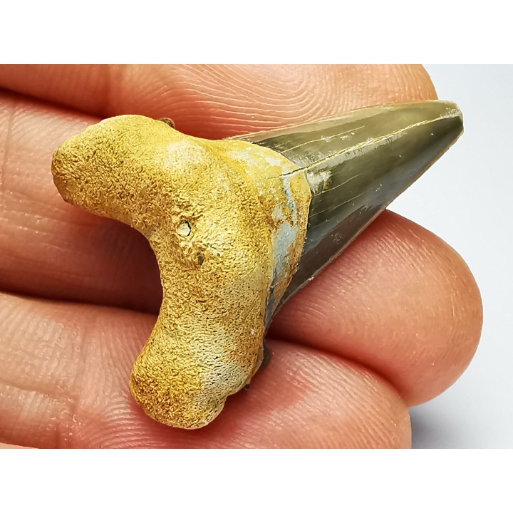 shark tooth Cardabiodon venator - Cenomanian (Texas)
