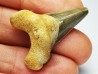 shark tooth Cardabiodon venator - Cenomanian (Texas)
