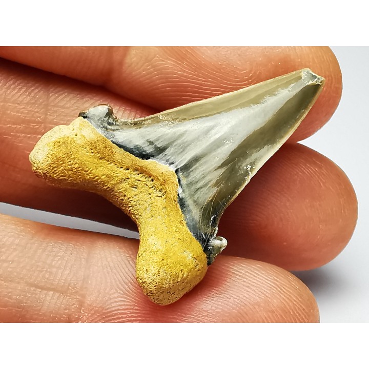 shark tooth Cardabiodon venator - Cenomanian (Texas)