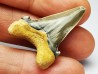 dent de requin Cardabiodon venator - Cénomanien (Texas)
