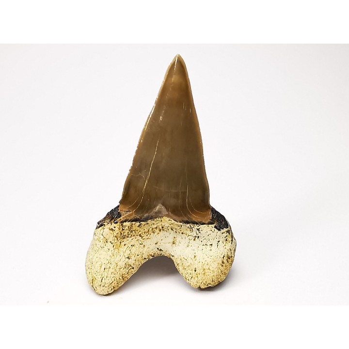 dent de requin Cardabiodon venator - Cénomanien (Texas)