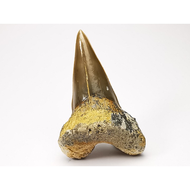 shark tooth Cardabiodon venator - Cenomanian (Texas)