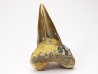 shark tooth Cardabiodon venator - Cenomanian (Texas)