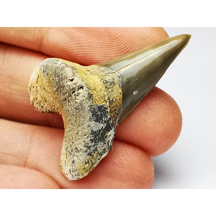 shark tooth Cardabiodon venator - Cenomanian (Texas)