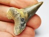 dent de requin Cardabiodon venator - Cénomanien (Texas)