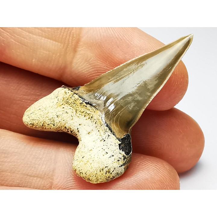 dent de requin Cardabiodon venator - Cénomanien (Texas)