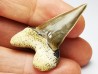 shark tooth Cardabiodon venator - Cenomanian (Texas)