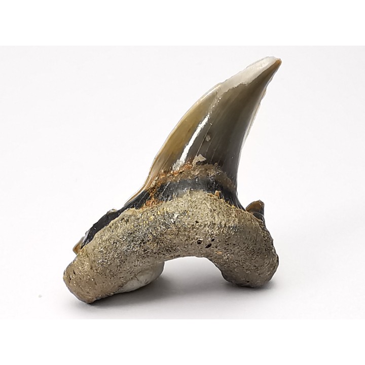shark tooth Cardabiodon venator - Cenomanian (Texas)