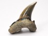 shark tooth Cardabiodon venator - Cenomanian (Texas)
