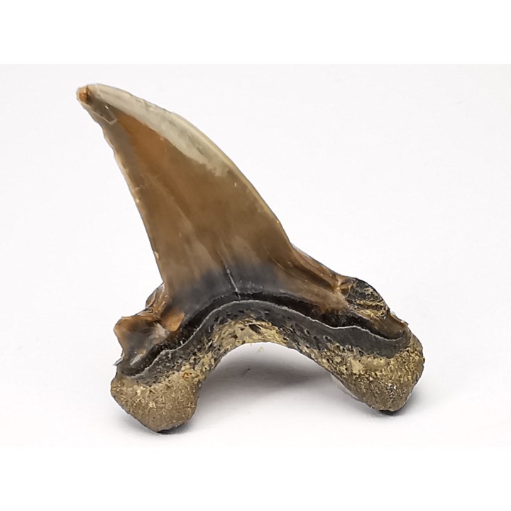 dent de requin Cardabiodon venator - Cénomanien (Texas)