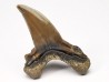 shark tooth Cardabiodon venator - Cenomanian (Texas)