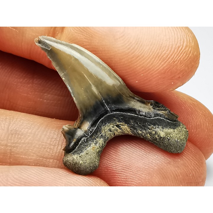 shark tooth Cardabiodon venator - Cenomanian (Texas)