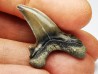 shark tooth Cardabiodon venator - Cenomanian (Texas)