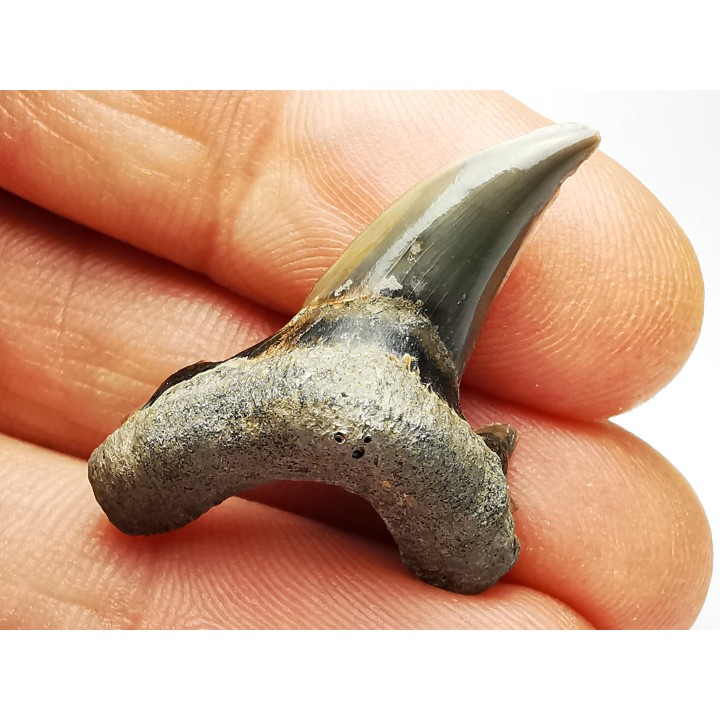 dent de requin Cardabiodon venator - Cénomanien (Texas)