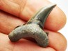 dent de requin Cardabiodon venator - Cénomanien (Texas)
