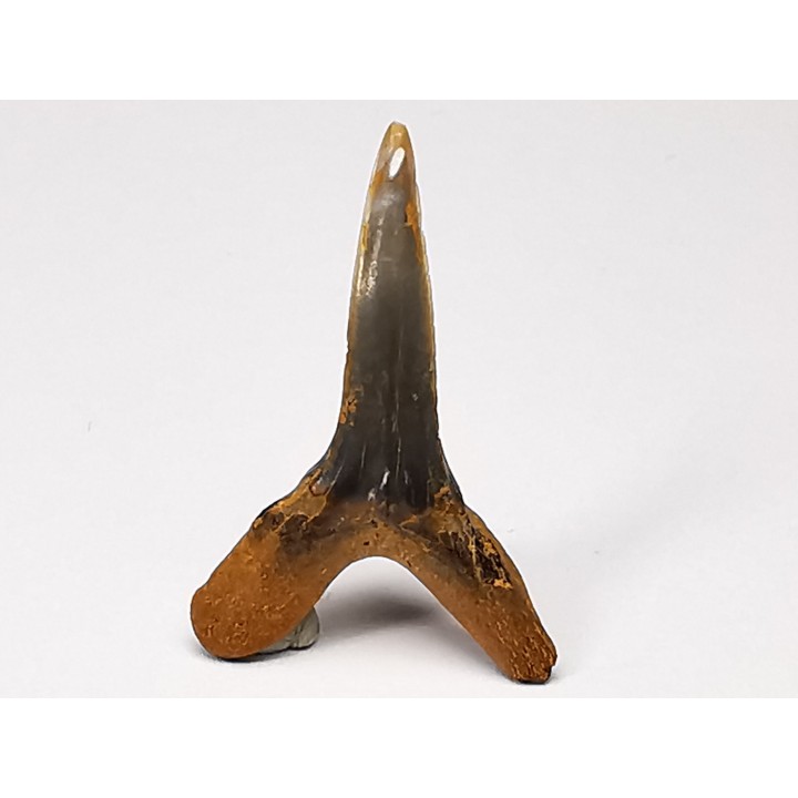 shark tooth Scapanorhynchus raphiodon - Cenomanian (Texas)