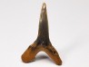 shark tooth Scapanorhynchus raphiodon - Cenomanian (Texas)