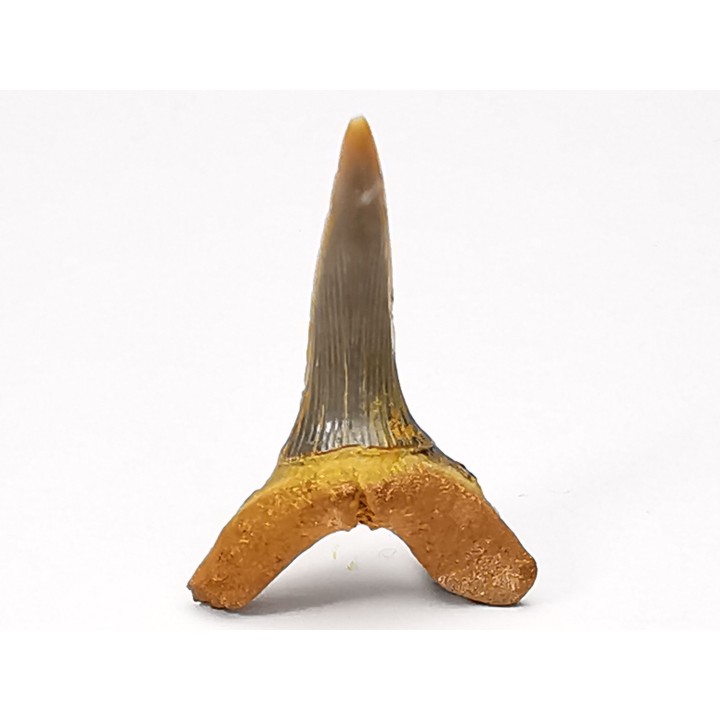 shark tooth Scapanorhynchus raphiodon - Cenomanian (Texas)