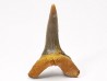 dent de requin Scapanorhynchus raphiodon - Cénomanien (Texas)