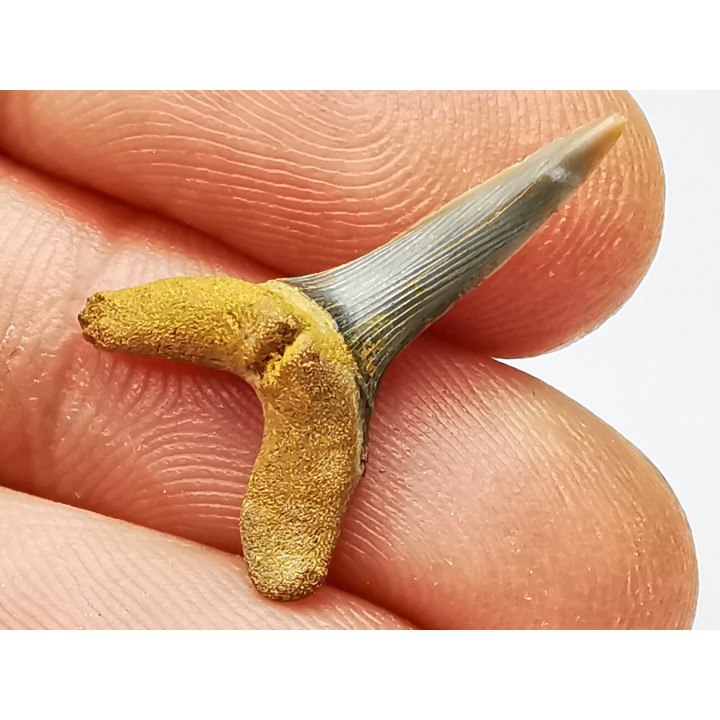 shark tooth Scapanorhynchus raphiodon - Cenomanian (Texas)