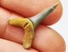 shark tooth Scapanorhynchus raphiodon - Cenomanian (Texas)