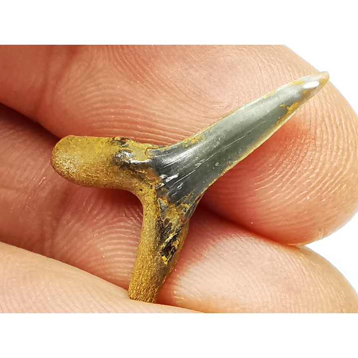 dent de requin Scapanorhynchus raphiodon - Cénomanien (Texas)