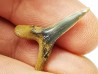 shark tooth Scapanorhynchus raphiodon - Cenomanian (Texas)