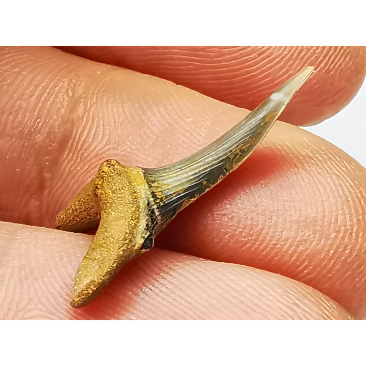 shark tooth Scapanorhynchus raphiodon - Cenomanian (Texas)
