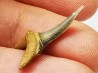 dent de requin Scapanorhynchus raphiodon - Cénomanien (Texas)
