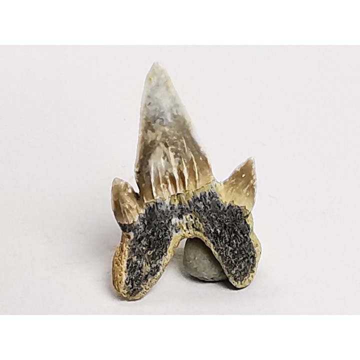 shark tooth Protolamna sokolovi - Cenomanian (Texas)
