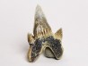 shark tooth Protolamna sokolovi - Cenomanian (Texas)