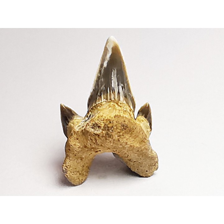 shark tooth Protolamna sokolovi - Cenomanian (Texas)