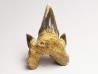 dent de requin Protolamna sokolovi - Cénomanien (Texas)