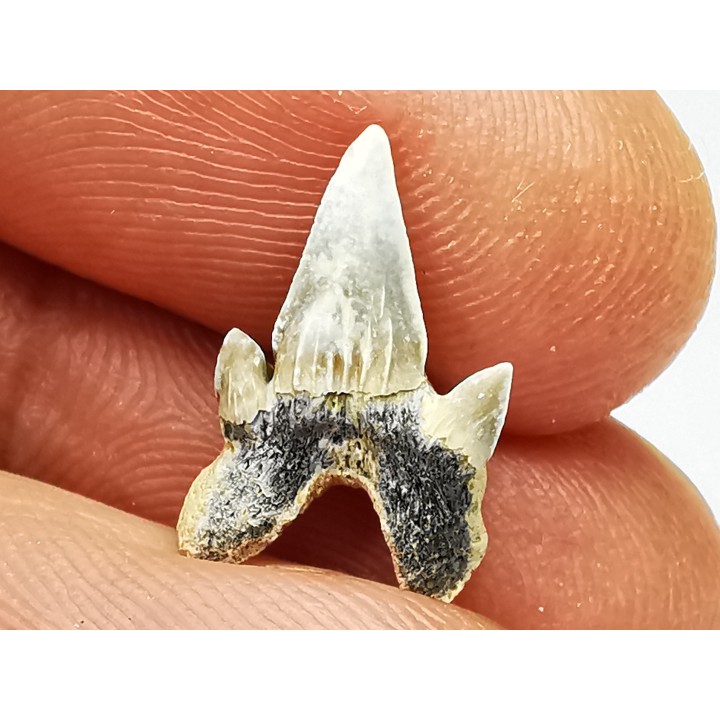 dent de requin Protolamna sokolovi - Cénomanien (Texas)