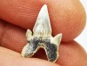 shark tooth Protolamna sokolovi - Cenomanian (Texas)