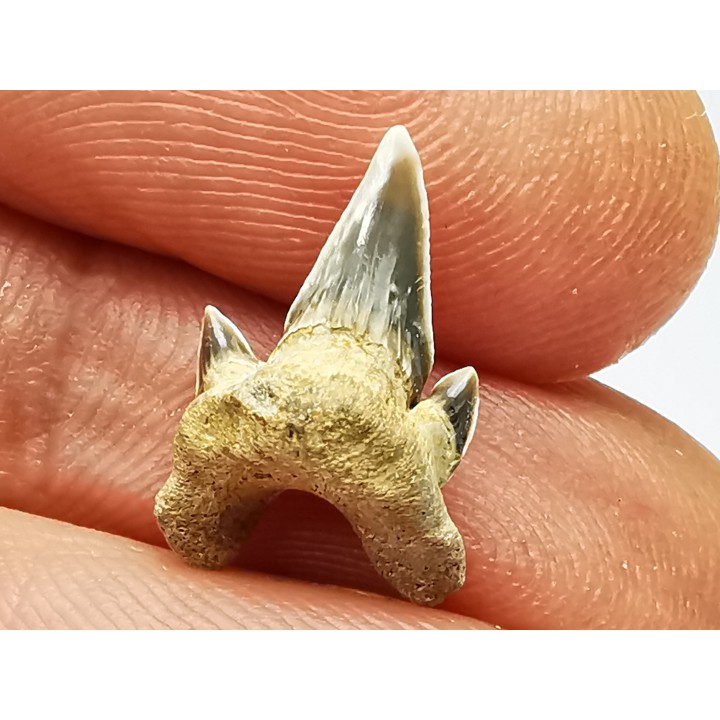 dent de requin Protolamna sokolovi - Cénomanien (Texas)