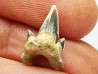 dent de requin Protolamna sokolovi - Cénomanien (Texas)